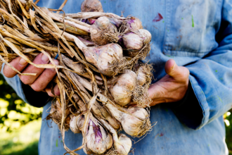 Ako spravne uskladnit cesnak na zimu