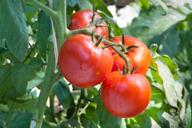 Co sa deje s rajcinami po dazdi