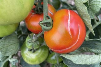 Jednoduchy trik na pevne rajciny bez praskania