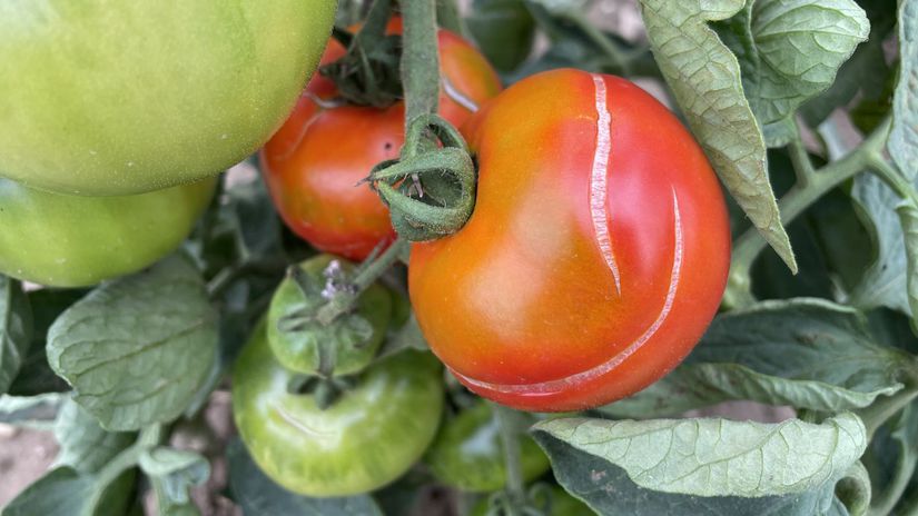 Jednoduchy trik na pevne rajciny bez praskania