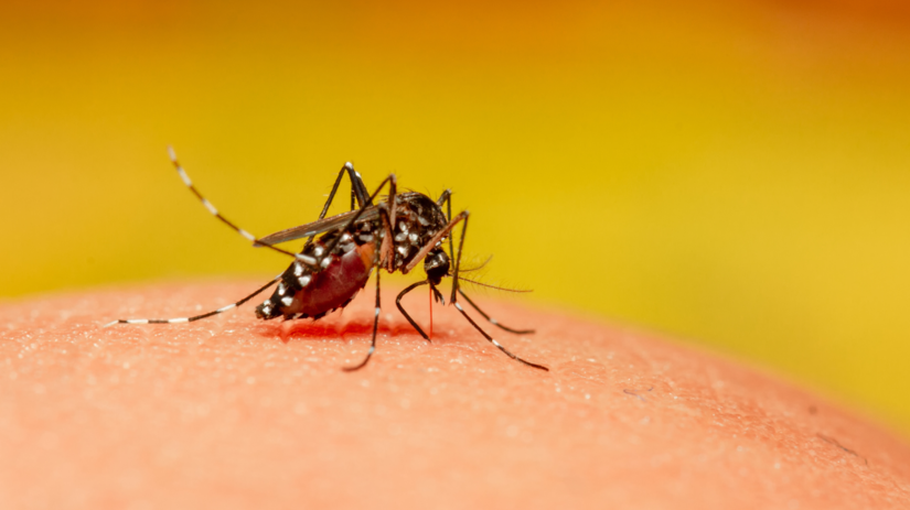 Novy virus Chikungunya sa siri v Europe