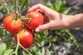 Skutocne pomaha proti smradlavym bzdocham