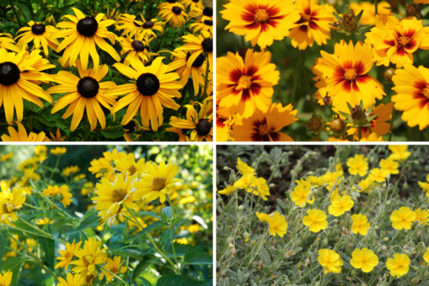 Tip na vysadbu slnecny zahon ktory rozzari den