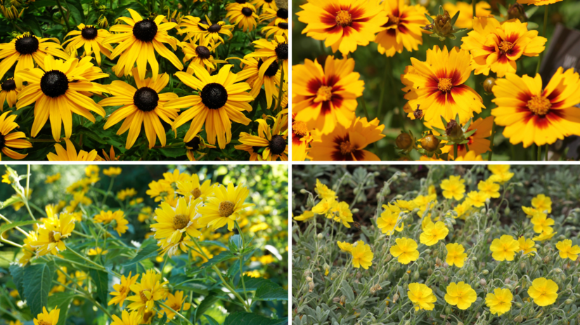 Tip na vysadbu slnecny zahon ktory rozzari den