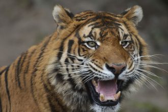 Beru aj kone Danska zoo vyzyva ludi aby darovali nechcene a zdrave domace zvierata pre selmy