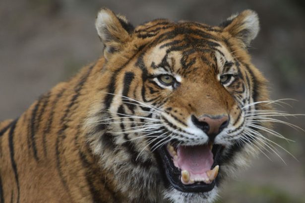 Beru aj kone Danska zoo vyzyva ludi aby darovali nechcene a zdrave domace zvierata pre selmy