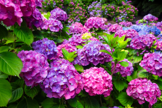 Hortenzie nekvitnu Chyby ktore oberu kriky o kvety