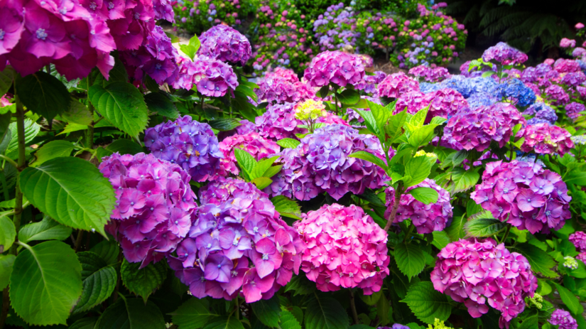 Hortenzie nekvitnu Chyby ktore oberu kriky o kvety