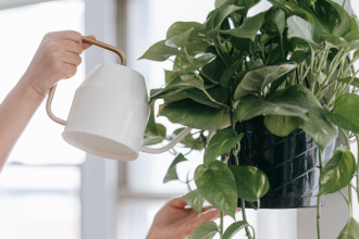 Odchadzate na dovolenku Tieto triky udrzia izbovky nazive