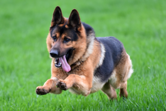 Pes napadol dvoch muzov jedneho transportovali vrtulnikom v umelom spanku