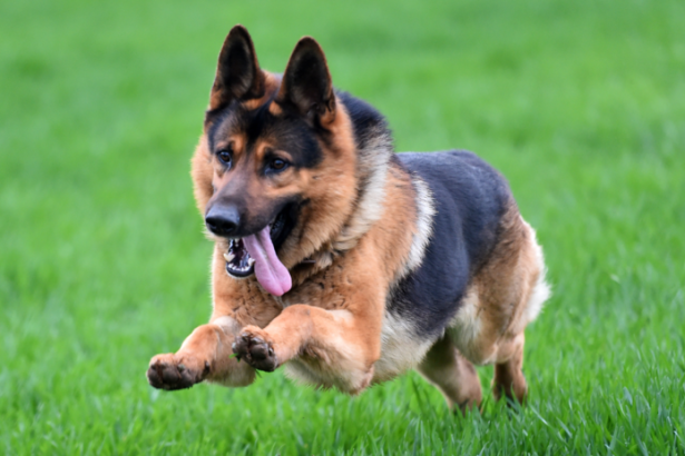 Pes napadol dvoch muzov jedneho transportovali vrtulnikom v umelom spanku