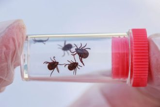 Pozor na klieste a surove mlieko Odbornik radi ako minimalizovat riziko nakazy Q horuckou