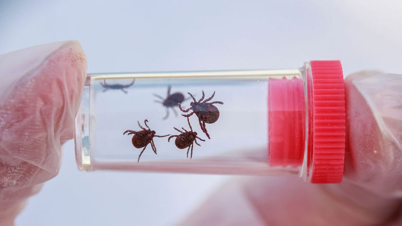 Pozor na klieste a surove mlieko Odbornik radi ako minimalizovat riziko nakazy Q horuckou