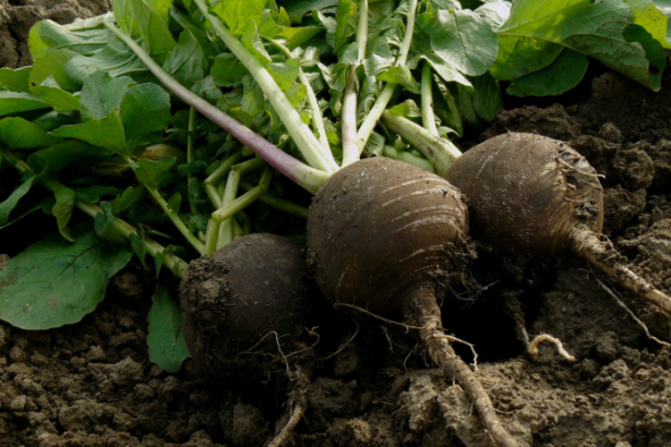 Volne hriadky po zbere Skuste redkev