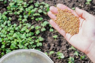 Jesenny trik na vitalitu pody a rychlejsiu zeleninu