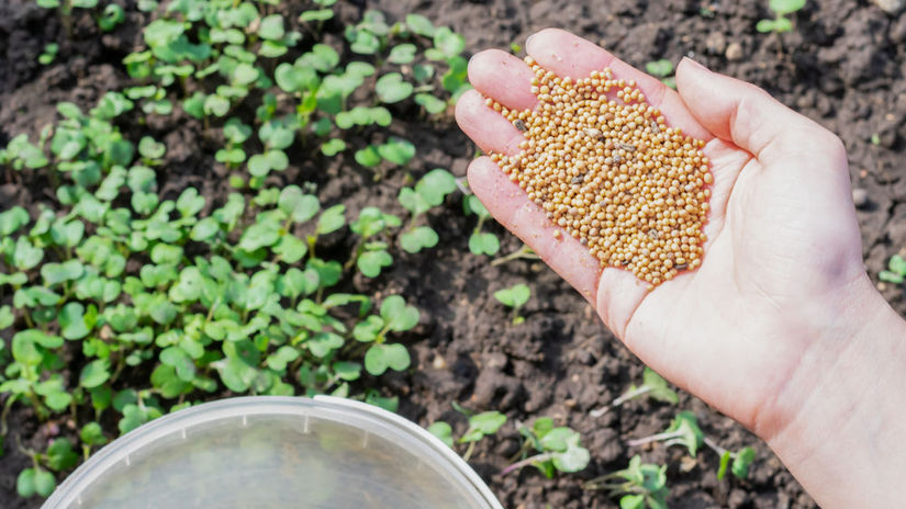 Jesenny trik na vitalitu pody a rychlejsiu zeleninu