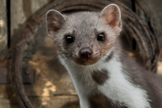 Kuna v dome alebo v aute Ako ju odplasit