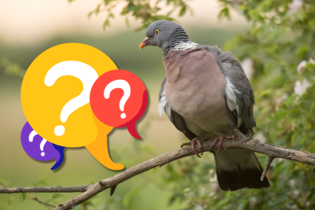 Kvize Spoznate menej zname vtaky Slovenska