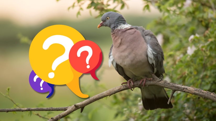 Kvize Spoznate menej zname vtaky Slovenska