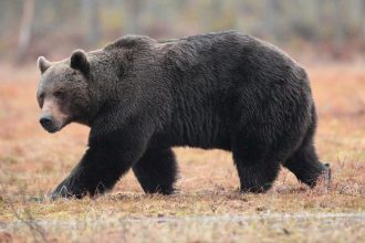 Medvedica pri Jakubovanoch zautocila na cloveka