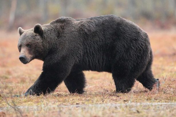 Medvedica pri Jakubovanoch zautocila na cloveka