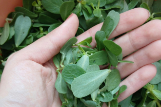 Mnohi ju vytrhavaju ako burinu ale je to poklad