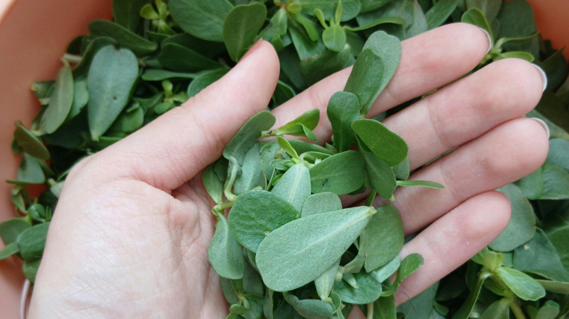 Mnohi ju vytrhavaju ako burinu ale je to poklad