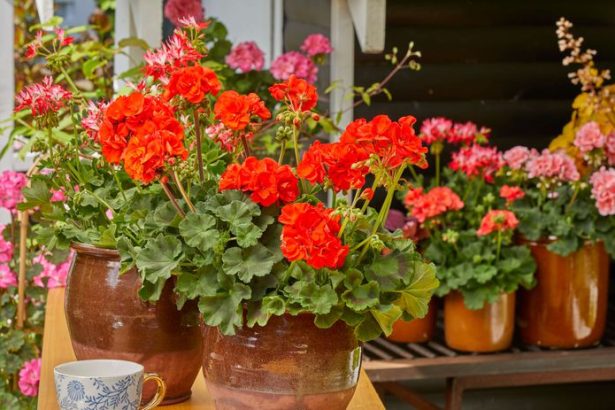 Muskaty na jesen potrebuju iny rezim starostlivosti