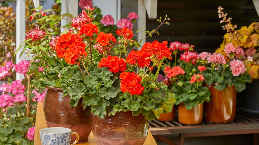 Muskaty na jesen potrebuju iny rezim starostlivosti