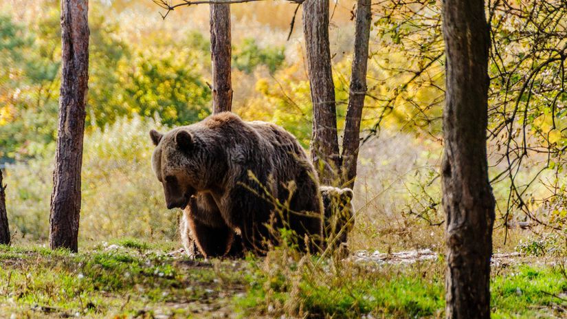 TANAP varuje V okoli Tatranskej Lesnej sa pohybuje medved