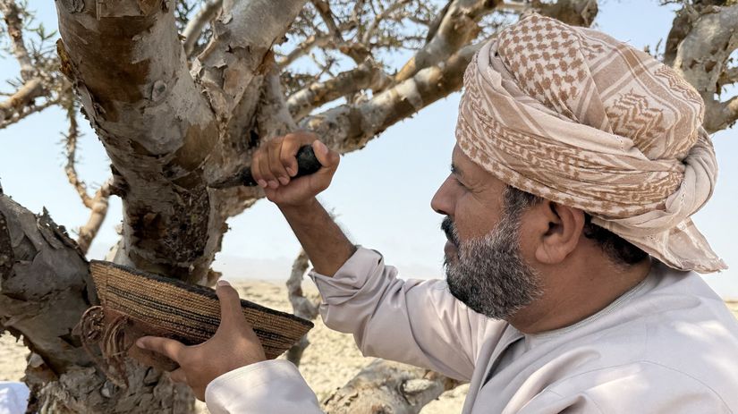 V omanskom udoli rastie poklad biele zlato