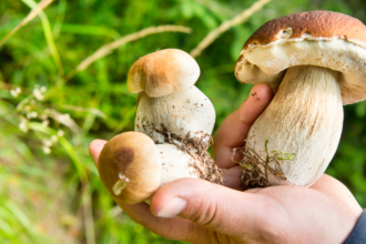 Vystava hub prinesie zive exemplare a prednasky