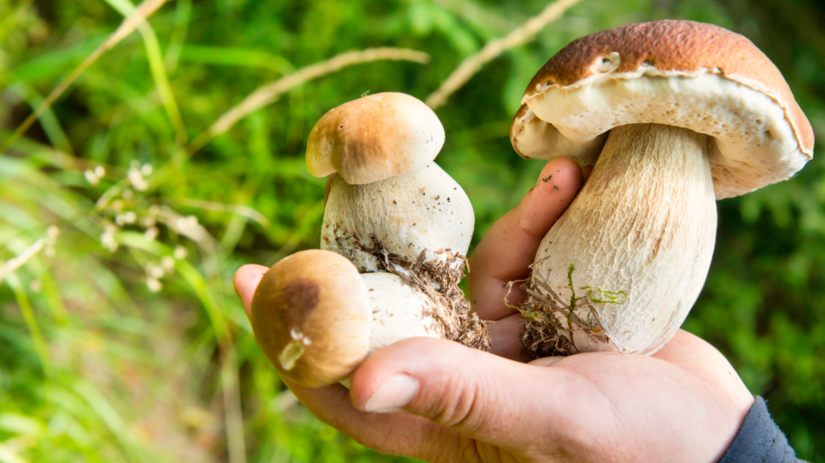 Vystava hub prinesie zive exemplare a prednasky