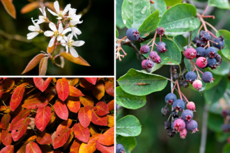 Chutne ovocie s liecivou silou za hrst denne znizite riziko infarktu