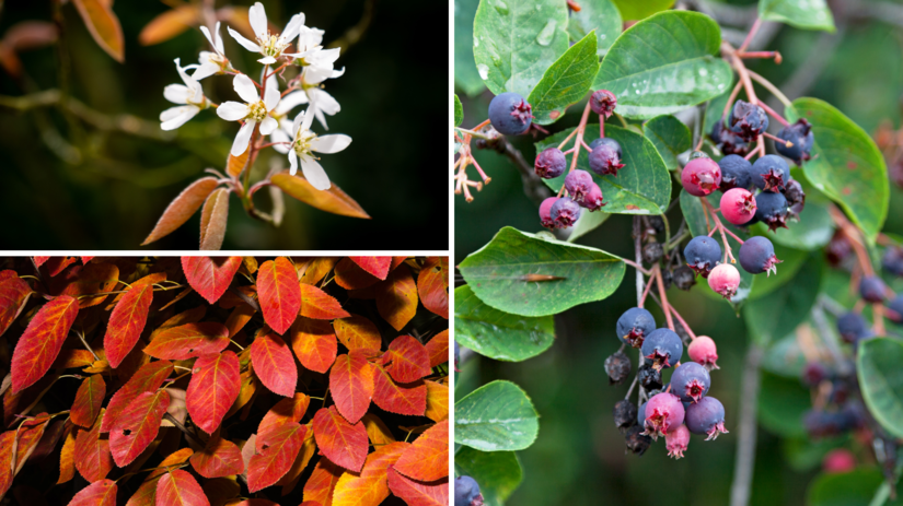 Chutne ovocie s liecivou silou za hrst denne znizite riziko infarktu