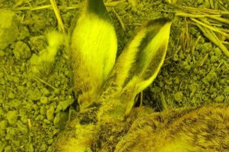 Smrtelne sezonne ochorenie sa siri Slovenskom