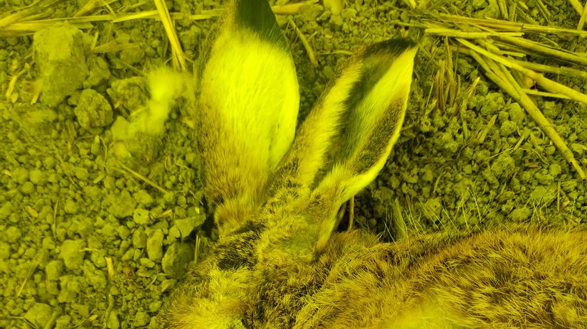 Smrtelne sezonne ochorenie sa siri Slovenskom