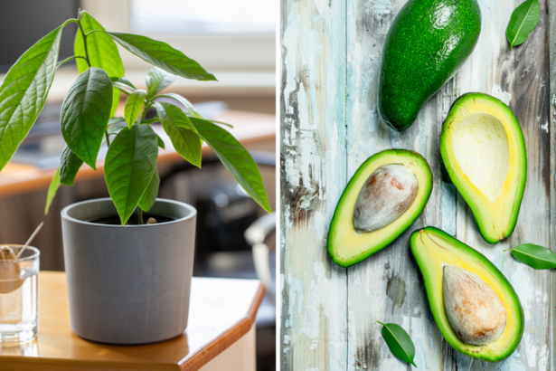 Avokado z kostky rastlo no listy ovisali