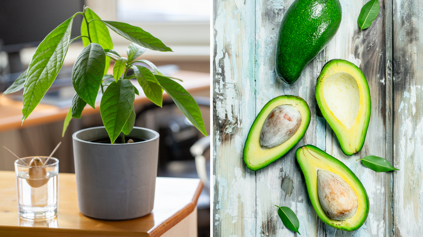 Avokado z kostky rastlo no listy ovisali