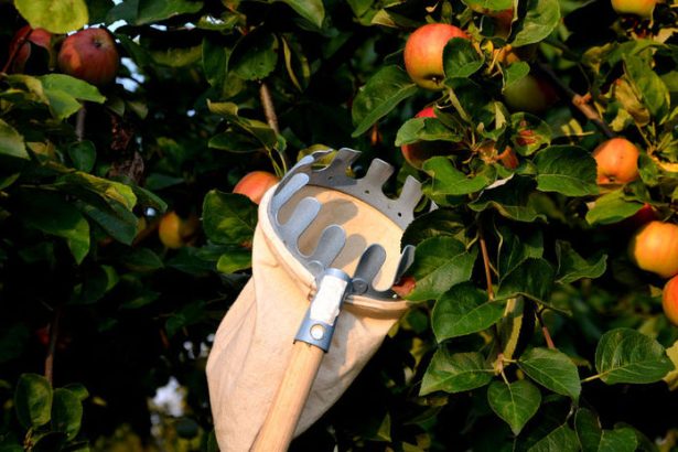 Jedna chyba pri zbere a uroda sa pokazi