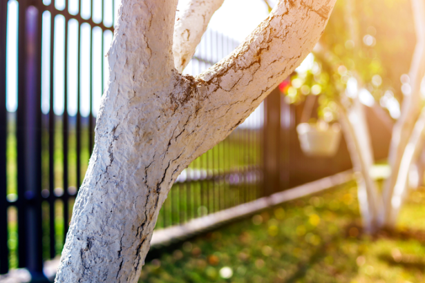 Mnohi to stale podcenuju ide o detail ktory chrani ovocne stromy pred mrazom