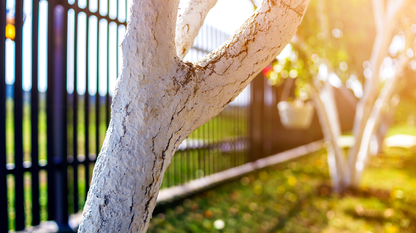 Mnohi to stale podcenuju ide o detail ktory chrani ovocne stromy pred mrazom