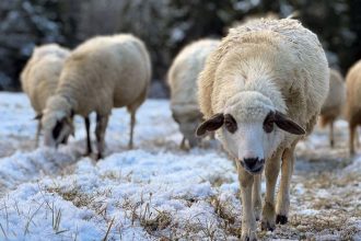 Orava zaziva stary dobry salasnicky navrat