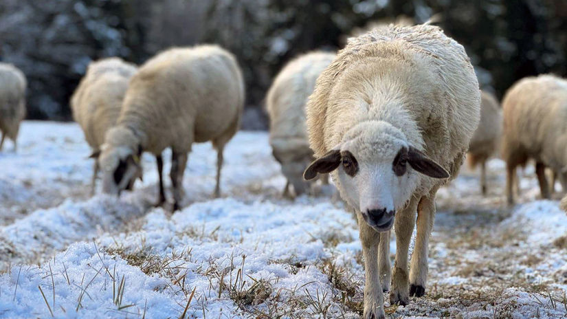 Orava zaziva stary dobry salasnicky navrat