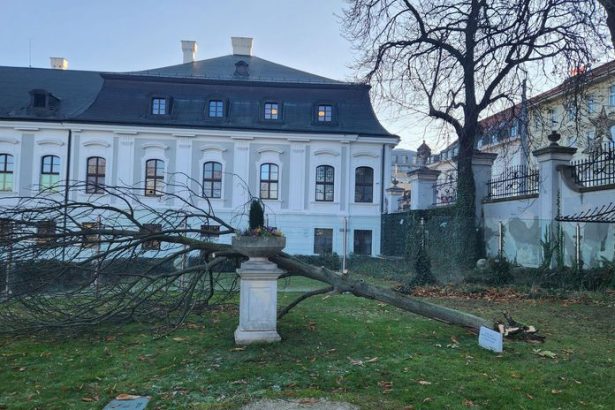 Pod oknami prezidenta je spadnuty strom