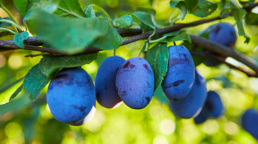 Ako rezat slivky aby bohato rodili