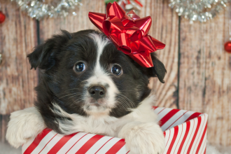 Darovanie psa pod stromcek uz nie je trend