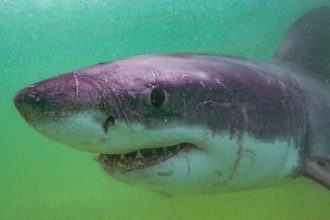 Hrozny osud nezvestnej triatlonistky a svedok opisal vyzeranie mora