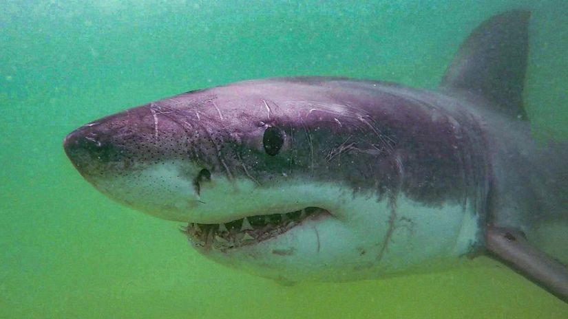 Hrozny osud nezvestnej triatlonistky a svedok opisal vyzeranie mora