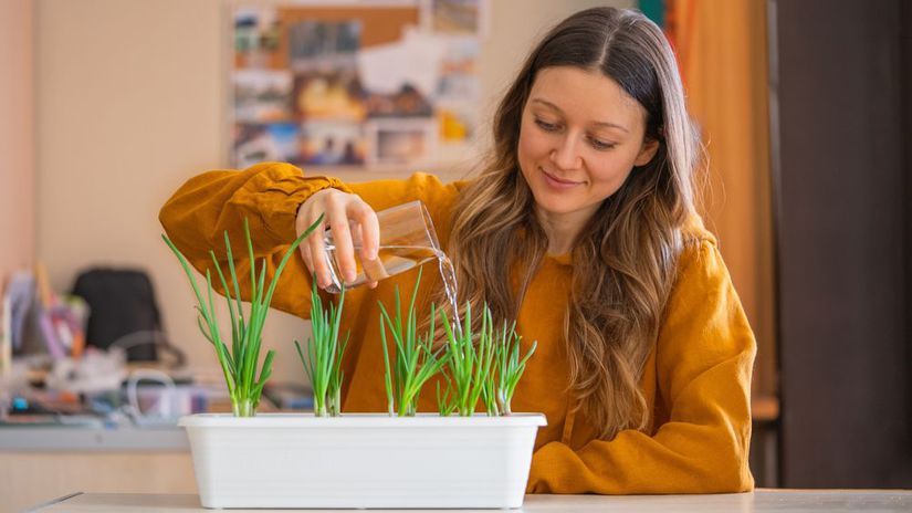 Ktoryu zeleninu a bylinky pestovat v zime